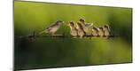 Photographic Print