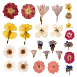 Pressed Yellow Wildflowers-Iwona Grodzka-Art Print