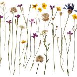 Pressed Wild Flowers-Iwona Grodzka-Art Print