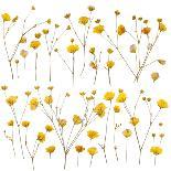 Pressed Yellow Wildflowers-Iwona Grodzka-Art Print