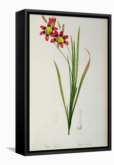 Ixia Tricolor, from `Les Liliacees', 1805-Pierre-Joseph Redouté-Framed Premier Image Canvas