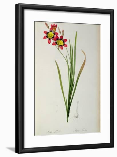 Ixia Tricolor, from `Les Liliacees', 1805-Pierre-Joseph Redouté-Framed Giclee Print