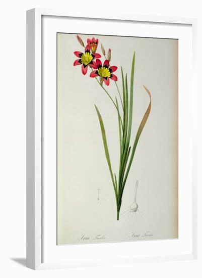 Ixia Tricolor, from `Les Liliacees', 1805-Pierre-Joseph Redouté-Framed Giclee Print