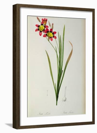 Ixia Tricolor, from `Les Liliacees', 1805-Pierre-Joseph Redouté-Framed Giclee Print