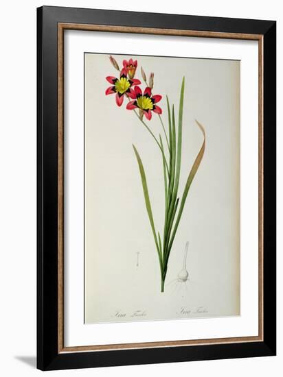 Ixia Tricolor, from `Les Liliacees', 1805-Pierre-Joseph Redouté-Framed Giclee Print