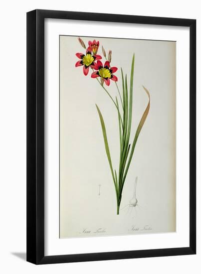 Ixia Tricolor, from `Les Liliacees', 1805-Pierre-Joseph Redouté-Framed Giclee Print