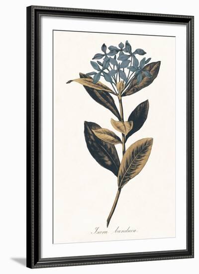 Ixora Banduca - Golden-A^ Poiteau-Framed Giclee Print