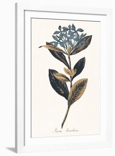 Ixora Banduca - Golden-A^ Poiteau-Framed Giclee Print