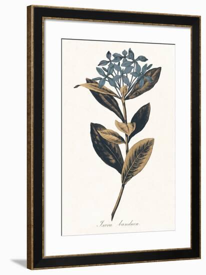 Ixora Banduca - Golden-A^ Poiteau-Framed Giclee Print