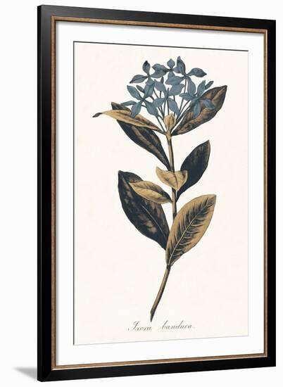 Ixora Banduca - Golden-A^ Poiteau-Framed Giclee Print
