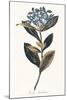 Ixora Banduca - Golden-A^ Poiteau-Mounted Giclee Print