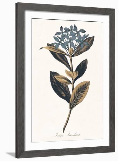 Ixora Banduca - Golden-A^ Poiteau-Framed Giclee Print