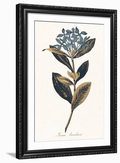 Ixora Banduca - Golden-A^ Poiteau-Framed Giclee Print