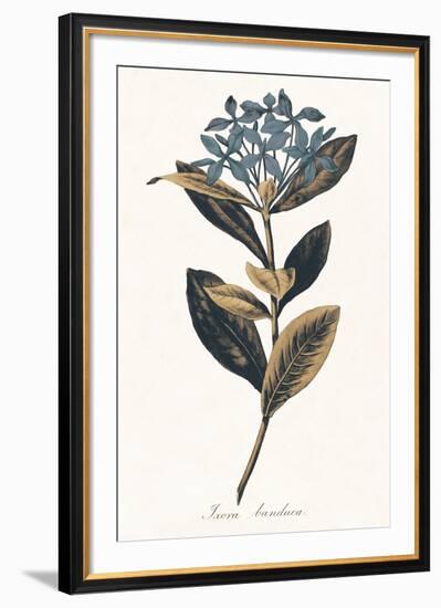 Ixora Banduca - Golden-A^ Poiteau-Framed Giclee Print