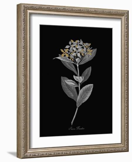 Ixora Banduca - Luxe-A^ Poiteau-Framed Giclee Print