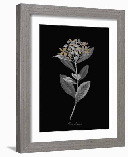 Ixora Banduca - Luxe-A^ Poiteau-Framed Giclee Print