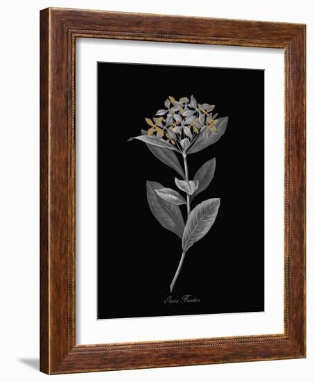 Ixora Banduca - Luxe-A^ Poiteau-Framed Giclee Print