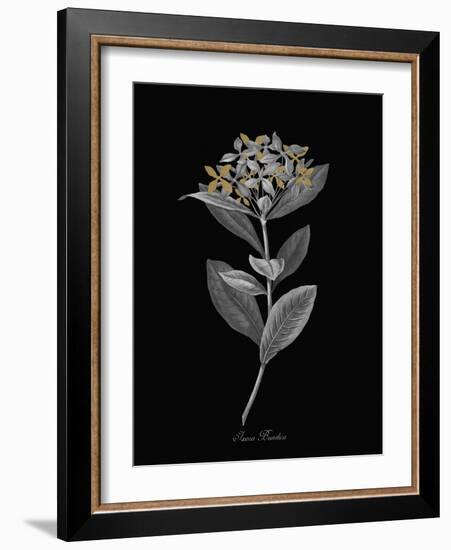 Ixora Banduca - Luxe-A^ Poiteau-Framed Giclee Print