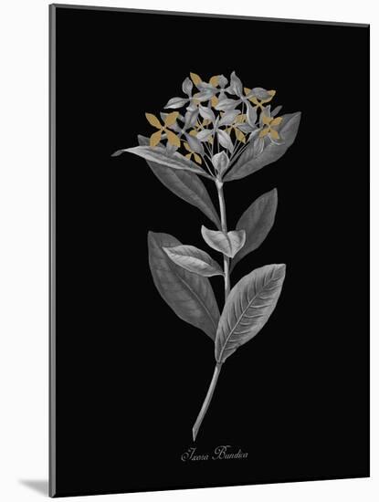 Ixora Banduca - Luxe-A^ Poiteau-Mounted Giclee Print