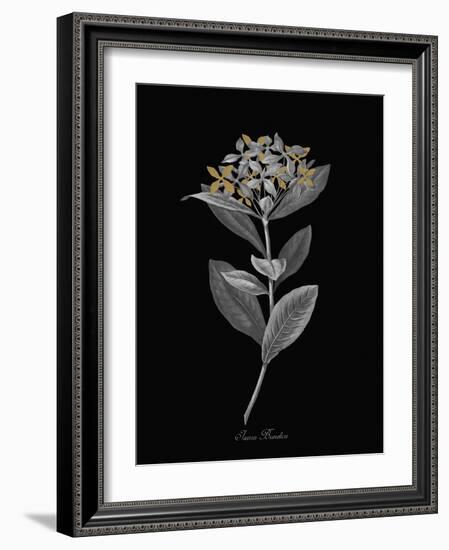 Ixora Banduca - Luxe-A^ Poiteau-Framed Giclee Print