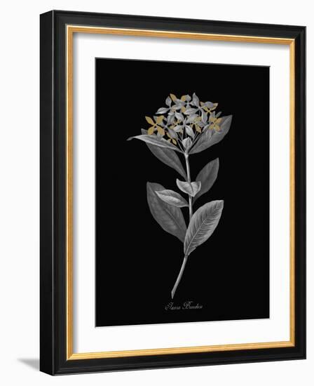 Ixora Banduca - Luxe-A^ Poiteau-Framed Giclee Print