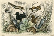 Various Squirrels 19C-J Bower-Framed Art Print