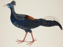 Crested Fireback Pheasant-J. Briois-Giclee Print