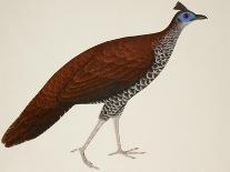 Crested Fireback Pheasant-J. Briois-Mounted Giclee Print