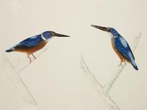Deep Blue Kingfisher-J. Briois-Giclee Print