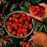 "Strawberries,"June 1, 1948-J.c. Allen-Giclee Print