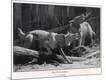 Photographic Print