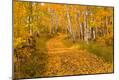 Photographic Print