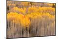 Premium Photographic Print