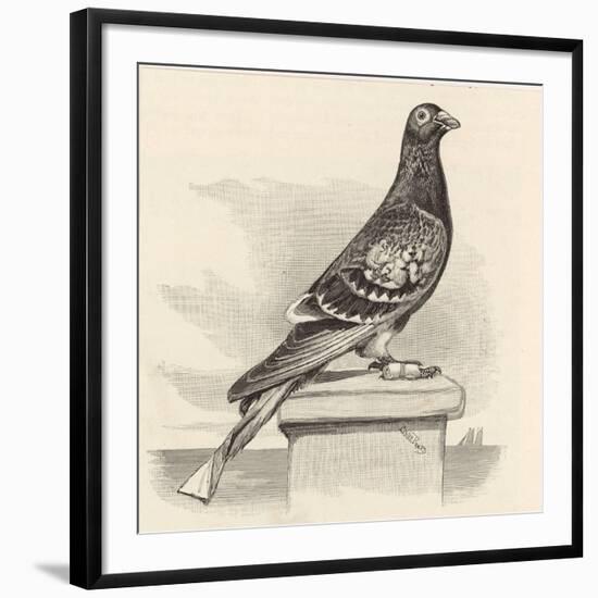 Art Print, , large