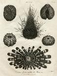 Echinus, or Sea Urchin-J Chapman-Mounted Art Print
