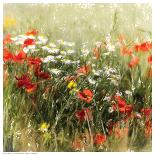 Poppy Field-J^ Cottingham-Art Print