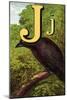 J For the Jackdaw, Perky And Bold-Edmund Evans-Mounted Art Print