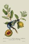 The Mazagon Mango and the Papilio Bolina-J. Forbes-Art Print