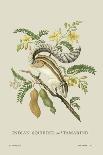 Taylor Birds and Fruit Bearing Convolvuls-J. Forbes-Art Print