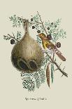 Sparrow of India-J. Forbes-Art Print