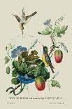 Indian Nightingale-J. Forbes-Art Print