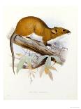 Hand-Coloured Lithograph from "Fauna, Flora and Archaeology of Central America"-J. G. Keulemans-Mounted Giclee Print