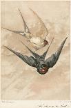 Two Swallows-J Giacomelli-Photographic Print