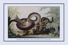 Battle Between the Great Boa and a Tiger-J.h. Clark-Art Print