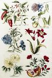 Botanical Print-J. Hill-Framed Premier Image Canvas