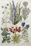 Botanical Print of a Variety of Flowers-J. Hill-Premier Image Canvas