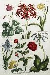 Botanical Print of Various Flowers-J. Hill-Giclee Print