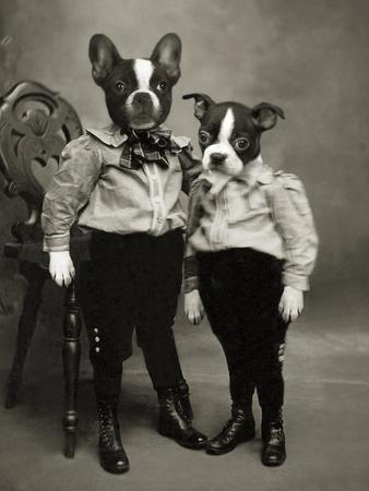 Retro boston store terrier