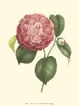 Camellia Blooms III-J^ J^ Jung-Art Print