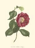 Camellia Blooms I-J^ J^ Jung-Framed Stretched Canvas